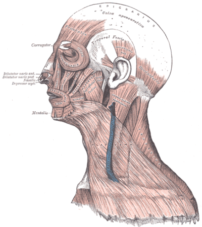 Connecting Fascia, Posture and Yoga - Yogakat